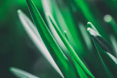 Anime Wallpaper 4998x3331 Abstract Wallpaper 4K 4998x3331 Dark-green, Ultrawide, 4k