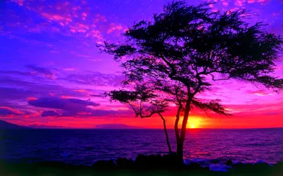 Vibrant Purple Wallpaper Nature Wallpaper 4K 1920x1200