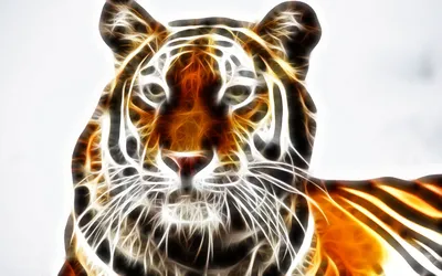 Animal Tiger Animals Animals Wallpaper 4K 1920x1200 Animal, Tiger, Hd, Desktop, Wallpaper, Background, Image, White, Ultrawide, Full HD