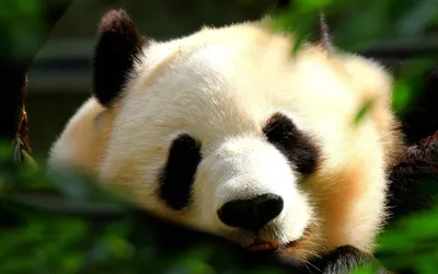 Animals Cave Animal Animals Wallpaper 4K 1920x1200