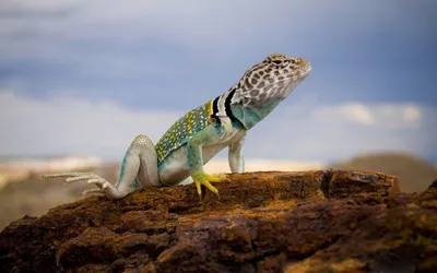 Epic Animal Wallpaper Animals Wallpaper 4K 1920x1200
