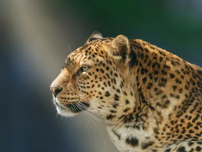 What Animal You Chinese Calendar Animals Wallpaper 4K 2200x1656