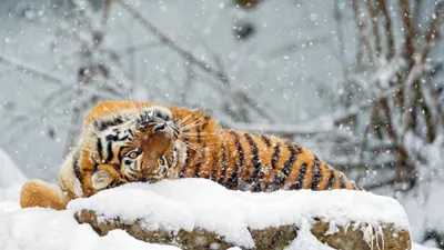 Dreamy Majestic Wallpaper Animals Wallpaper 4K 3840x2160