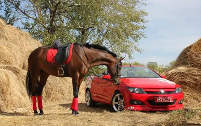 Sleek Horse Wallpaper Animals Wallpaper 4K 1920x1200 A, Horse, In, Saddle, Leans, Toward, Red, Car, Surrounded, Hay, Bales, Greenery, White, Ultrawide, Full HD