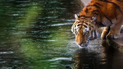 Animals Computer Cave Animal Animals Wallpaper 4K 3840x2160