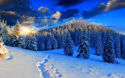 Dark Serene Wallpaper Nature Wallpaper 4K 2560x1600 Hd, Pc, Desktop, Wallpaper, Featuring, A, Serene, Winter, Landscape, Snow-covered, Pine, Trees, Gray, Ultrawide, QHD