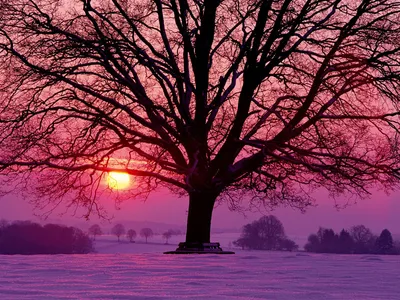 Moody Majestic Wallpaper Nature Wallpaper 4K 1600x1200 A, Majestic, Tree, Stands, In, Snow, As, The, Sun, Sets, Casting, Warm, Brown, Landscape
