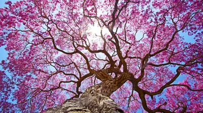 Calm Canopy Wallpaper Nature Wallpaper 4K 3554x1970 Hd, Desktop, Wallpaper, Featuring, The, Canopy, Of, A, Sakura, Tree, Full, Pink, White, Gray, Ultrawide, QHD