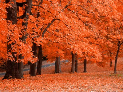 Serene Fall Vibrant Orange Nature Wallpaper 4K 1920x1440 Hd, Pc, Desktop, Wallpaper, Of, A, Serene, Fall, Scene, Featuring, Vibrant, Orange, Red, Landscape, Full HD