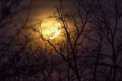 Serene Night Full Nature Wallpaper 4K 2048x1365 A, Serene, Night, Scene, Features, Full, Moon, Partially, Obscured, Silhouetted, Trees, Against, Brown, Orange, Ultrawide, Full HD