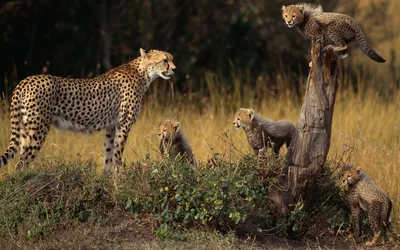 Bold Cheetah Wallpaper Wallpaper 4K, Nature category