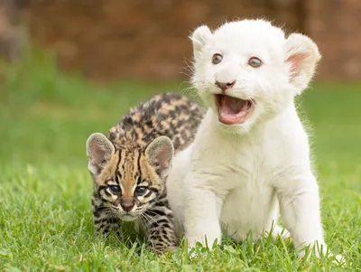 Vibrant Baby Wallpaper Animals Wallpaper 4K 2560x1924 Hd, Wallpaper, Of, A, Baby, Ocelot, And, White, Lion, Playing, Grass, Looks, Landscape, QHD