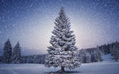 Radiant Serene Wallpaper Nature Wallpaper 4K 1920x1200 A, Serene, Winter, Landscape, Featuring, Snow-covered, Tree, Surrounded, Gentle, Snowfall, Capturing, Beauty, Gray, Ultrawide, Full HD
