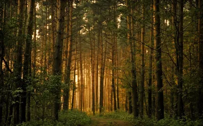Moody Serene Wallpaper Nature Wallpaper 4K 1680x1050 A, Serene, Forest, Pathway, Bathed, In, Golden, Light, Surrounded, Tall, Trees, Lush, Brown, Ultrawide