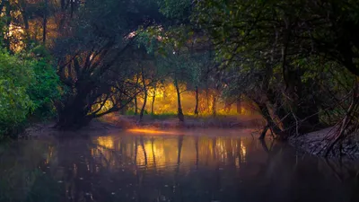 Serene Forest Sunset Sunlight Nature Wallpaper 4K 2048x1152 A, Serene, Forest, Scene, At, Sunset, With, Sunlight, Filtering, Through, Trees, Reflecting, Brown, Orange, Ultrawide, Full HD
