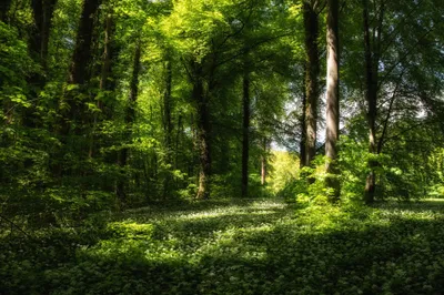 Radiant Lush Wallpaper Nature Wallpaper 4K 2048x1365 Hd, Desktop, Wallpaper, Of, A, Lush, Summer, Forest, Showcasing, Tall, Trees, Vibrant, Orange, Pink, Brown, Ultrawide, Full HD