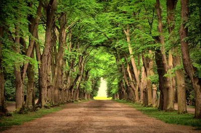 Serene Serene Wallpaper Nature Wallpaper 4K 4288x2848 A, Serene, Path, Lined, With, Lush, Green, Trees, Leads, Into, Bright, Distance, Gray, Brown, Ultrawide, 4k