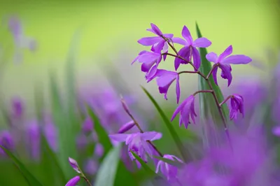 Moody Vibrant Wallpaper Nature Wallpaper 4K 2048x1365 A, Vibrant, Display, Of, Purple, Flowers, Against, Blurred, Green, Capturing, Beauty, Nature, Pink, Gray, Ultrawide, Full HD