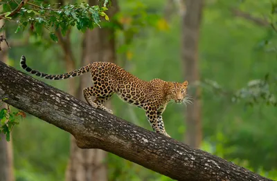 Golden Leopard Wallpaper Wallpaper 4K, Nature category