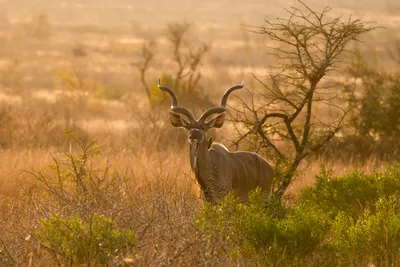 Greater Kudu Animal Standing Animals Wallpaper 4K 2737x1827 Greater, Kudu, Animal, Standing, In, Sunlit, Savanna, Brush, Spiral, Horns, Quad, Gray, Landscape, QHD