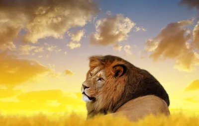 Crisp Lion Wallpaper Animals Wallpaper 4K 4000x2551