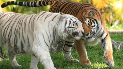 Concept Animal Animals Animals Wallpaper 4K 7680x4320