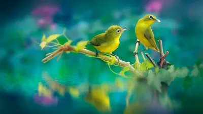 Golden 1920x1080 Wallpaper Animals Wallpaper 4K 1920x1080