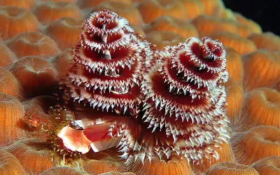Animal Worm Animals Animals Wallpaper 4K 1920x1200 Animal, Sea, Worm, Hd, Desktop, Wallpaper, Background, Brown, Ultrawide, Full HD