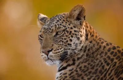 Animal Leopard Animals Animals Wallpaper 4K 2400x1562 Animal, Leopard, Hd, Desktop, Wallpaper, Background, Image, Gray, Brown, Ultrawide, Full HD