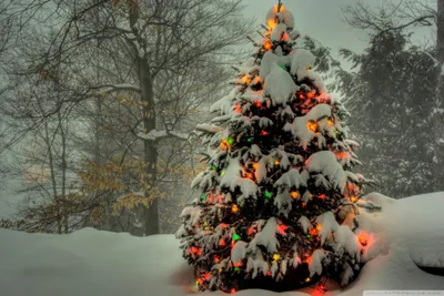 Bing Christmas Tree Cave Wallpaper 4K, Nature category