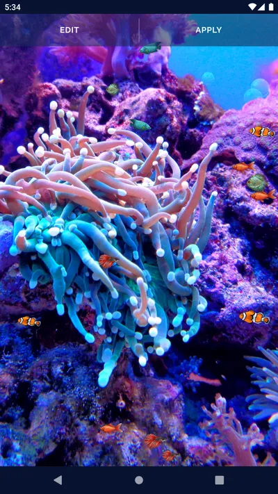 Descargar Ocean Fish Wallpaper 4K, Animals category