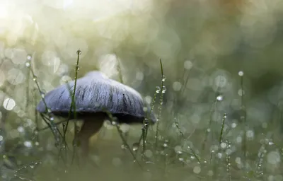Dark Water Wallpaper Nature Wallpaper 4K 3126x2001 Water, Drop, Close-up, Grass, Bokeh, Nature, Mushroom, Hd, Desktop, Gray, White, Ultrawide, QHD