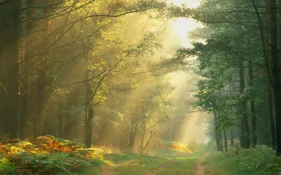 Golden Sunlit Wallpaper Wallpaper 4K, Nature category