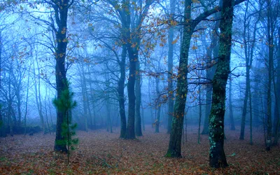 Nature Forest Nature Wallpaper 4K, Nature category