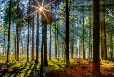 Radiant Nature Wallpaper Wallpaper 4K, Nature category