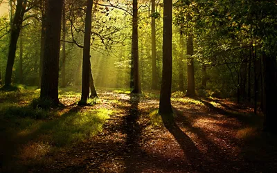 Nature Forest Nature Wallpaper 4K, Nature category