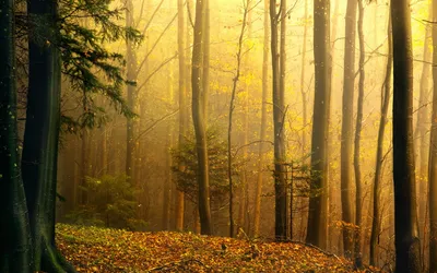 Nature Forest Nature Wallpaper 4K, Nature category