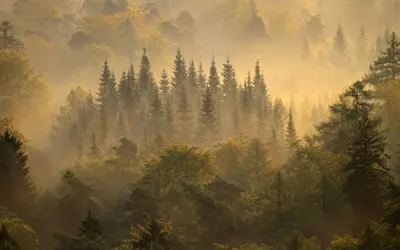 Nature Forest 1920x1200 Abyss Wallpaper 4K, Nature category