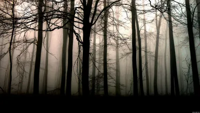 Dark Forest Cave Wallpaper 4K, Black/Dark category
