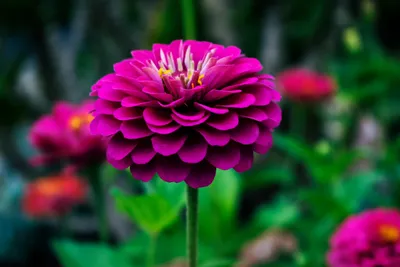 Serene Macro Wallpaper Wallpaper 4K, Nature category
