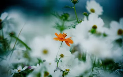 Nature Flower Nature Wallpaper 4K, Nature category