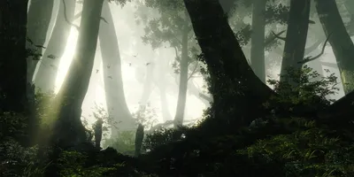Crisp Misty Wallpaper Nature Wallpaper 4K 2560x1280 Hd, Pc, Desktop, Wallpaper, Featuring, A, Misty, Forest, Scene, Video, Game, Witcher, White, Ultrawide, QHD