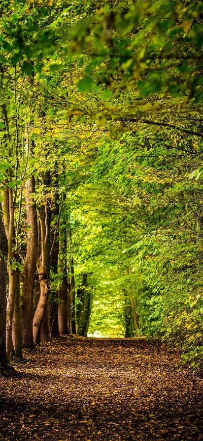 Sleek Forest Wallpaper Wallpaper 4K, Nature category