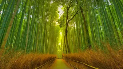 Radiant Bamboo Wallpaper Wallpaper 4K, Nature category
