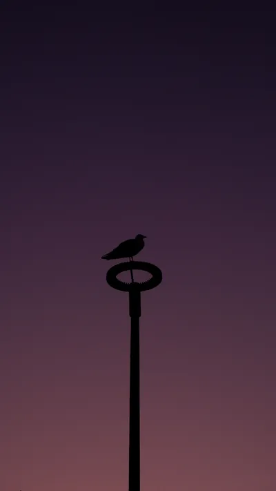 Calm Silhouette Wallpaper Minimal Wallpaper 4K 3376x6000