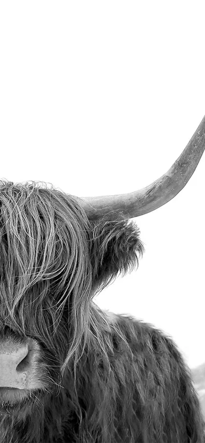 Best Highland Cow Wallpaper 4K, Abstract category