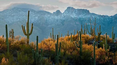 Tucson Arizona Images Wallpapercat Desert Wallpaper 4K, Nature category
