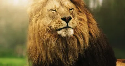 Lion Roaring Animals Wallpaper 4K, Animals category