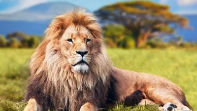 Epic 3840x2160 Wallpaper Wallpaper 4K, Animals category