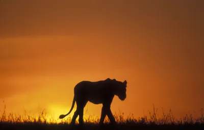Animal Lion Animals Animals Wallpaper 4K 4255x2716